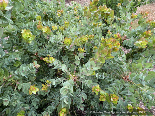Shrubs ~ Arctostaphylos pallida, manzanita  ~ Dancing Oaks Nursery and Gardens ~ Retail Nursery ~ Mail Order Nursery