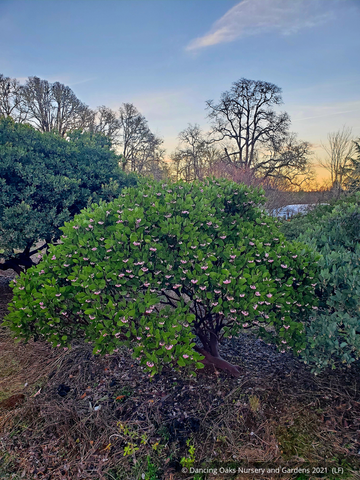 Shrubs ~ Arctostaphylos patula 'Eliot Branch Trout', Manzanita ~ Dancing Oaks Nursery and Gardens ~ Retail Nursery ~ Mail Order Nursery