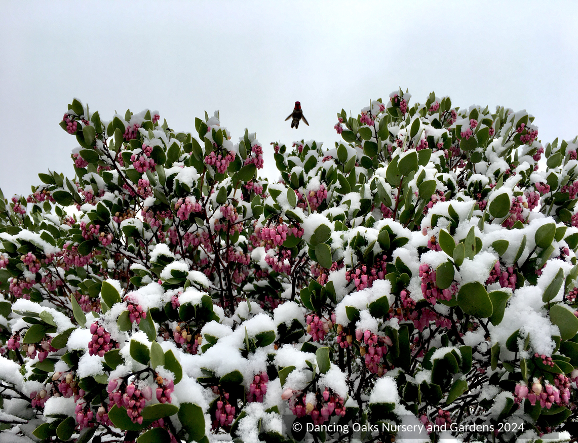 Arctostaphylos patula 'Siskiyou Pink', Manzanita