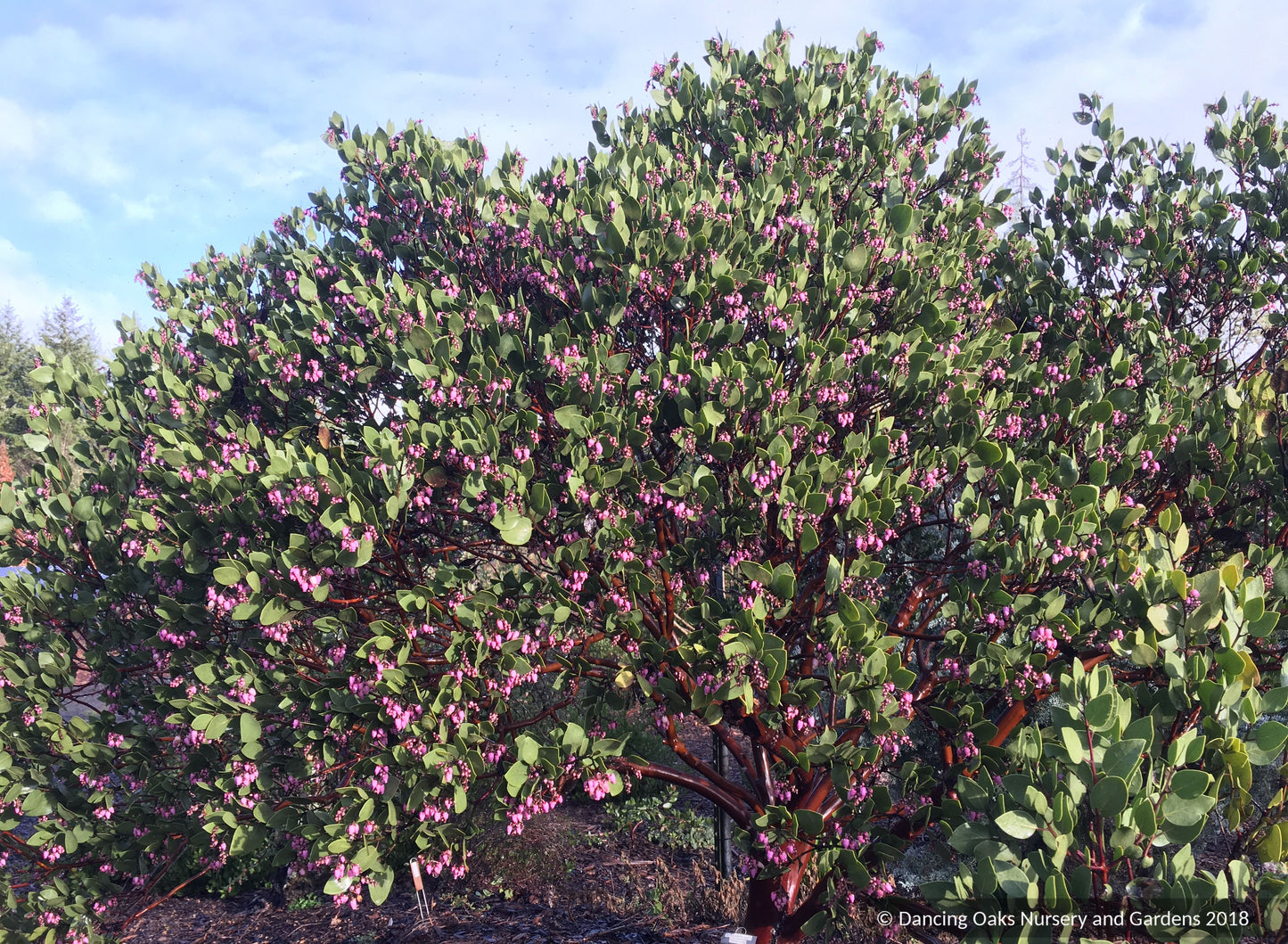 Arctostaphylos patula 'Siskiyou Pink', Manzanita