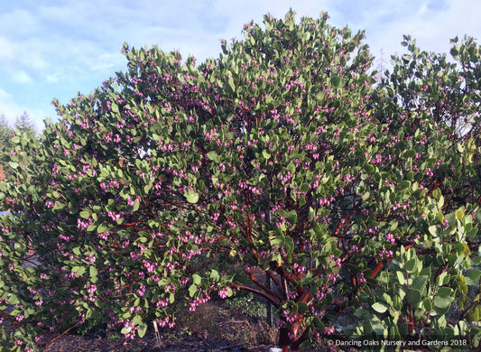 Arctostaphylos patula 'Siskiyou Pink', Manzanita