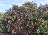Arctostaphylos patula 'Siskiyou Pink', Manzanita