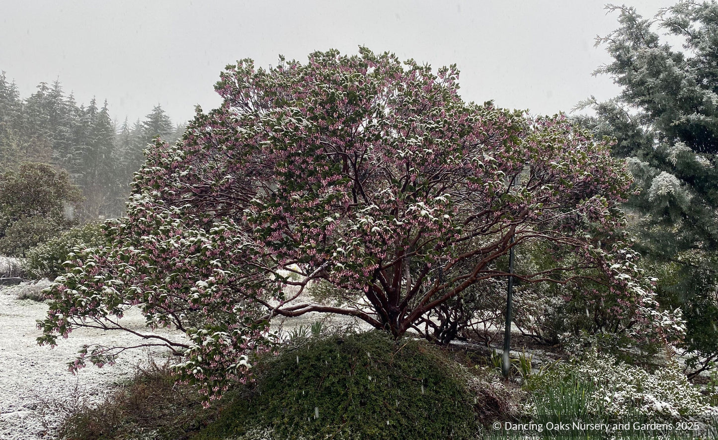 Arctostaphylos patula 'Siskiyou Pink', Manzanita