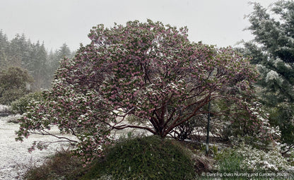 Arctostaphylos patula 'Siskiyou Pink', Manzanita