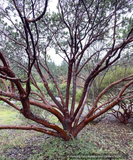 Shrubs ~ Arctostaphylos patula 'Siskiyou Pink', Manzanita ~ Dancing Oaks Nursery and Gardens ~ Retail Nursery ~ Mail Order Nursery