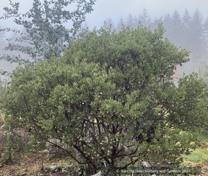 Shrubs ~ Arctostaphylos pungens, Pointleaf Manzanita ~ Dancing Oaks Nursery and Gardens ~ Retail Nursery ~ Mail Order Nursery