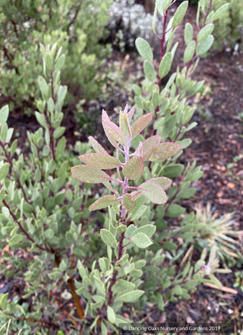 Shrubs ~ Arctostaphylos pungens, Pointleaf Manzanita ~ Dancing Oaks Nursery and Gardens ~ Retail Nursery ~ Mail Order Nursery