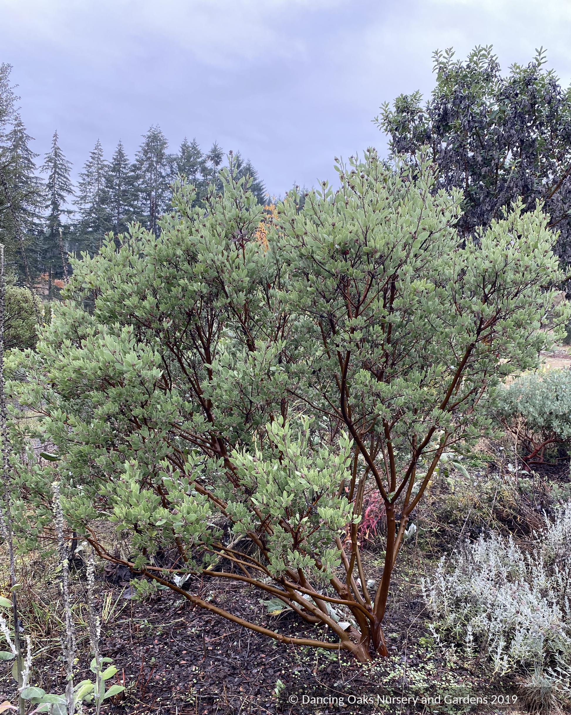 Shrubs ~ Arctostaphylos pungens, Pointleaf Manzanita ~ Dancing Oaks Nursery and Gardens ~ Retail Nursery ~ Mail Order Nursery