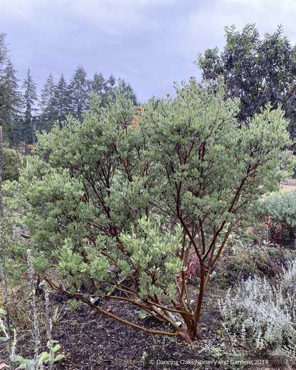 Shrubs ~ Arctostaphylos pungens, Pointleaf Manzanita ~ Dancing Oaks Nursery and Gardens ~ Retail Nursery ~ Mail Order Nursery