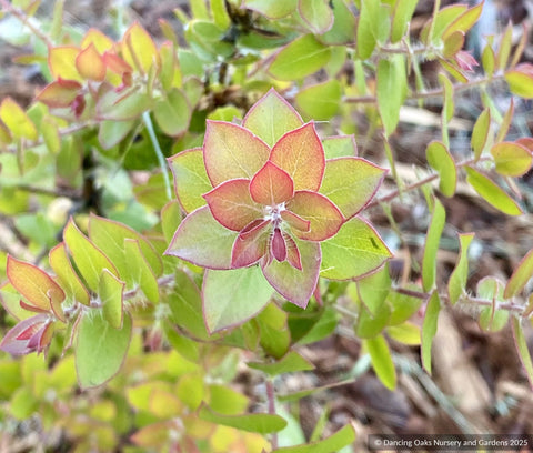 Shrubs ~ Arctostaphylos purissima CA22-30, La Purisima or Lompoc manzanita  ~ Dancing Oaks Nursery and Gardens ~ Retail Nursery ~ Mail Order Nursery