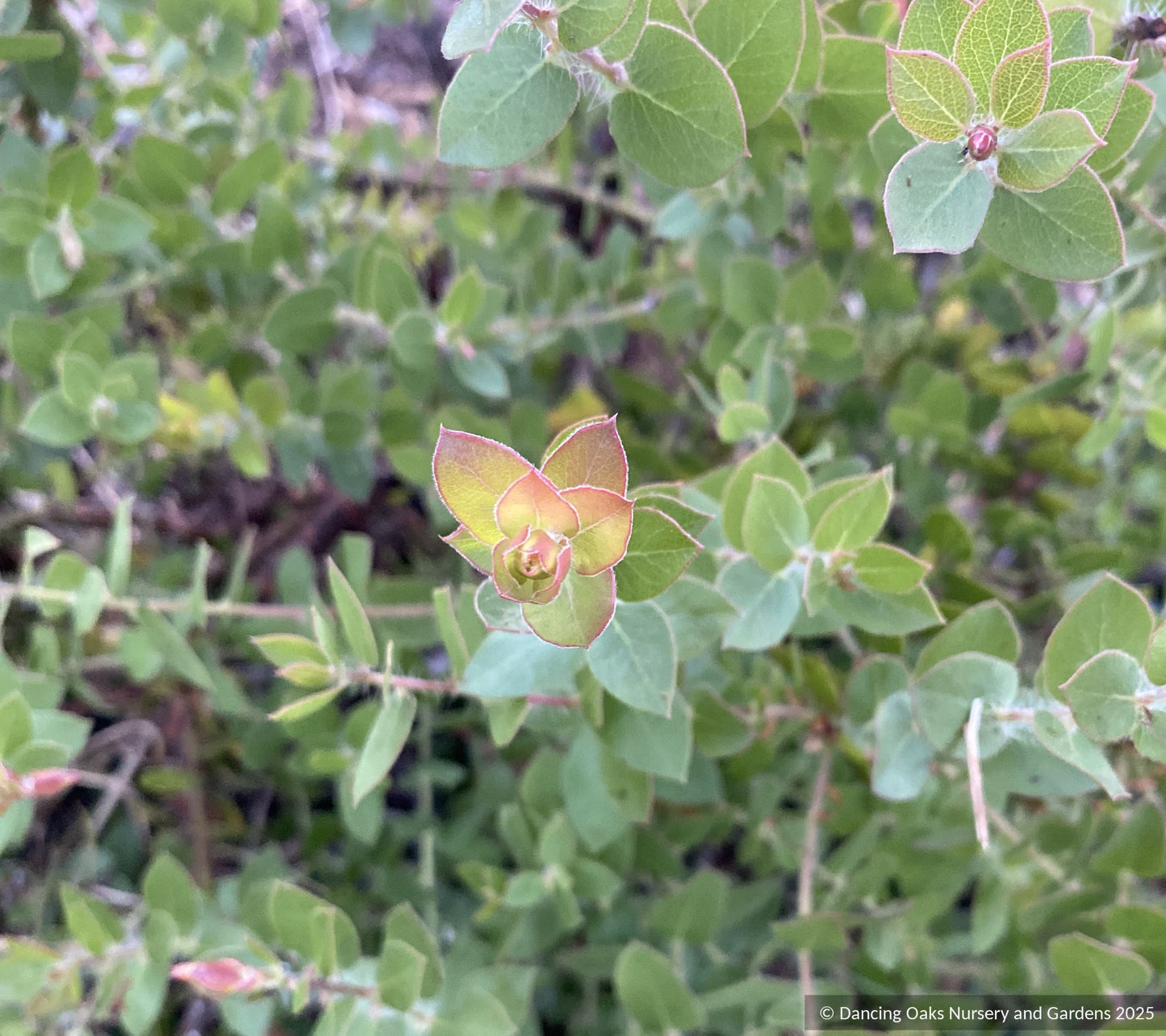 Shrubs ~ Arctostaphylos purissima CA22-30, La Purisima or Lompoc manzanita  ~ Dancing Oaks Nursery and Gardens ~ Retail Nursery ~ Mail Order Nursery