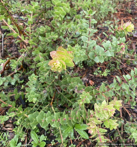 Shrubs ~ Arctostaphylos purissima CA22-31, La Purisima or Lompoc manzanita ~ Dancing Oaks Nursery and Gardens ~ Retail Nursery ~ Mail Order Nursery