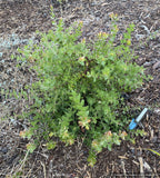 Shrubs ~ Arctostaphylos purissima [CA22-30], La Purisima or Lompoc manzanita ~ Dancing Oaks Nursery and Gardens ~ Retail Nursery ~ Mail Order Nursery