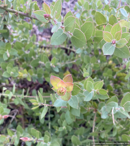 Shrubs ~ Arctostaphylos purissima [CA22-30], La Purisima or Lompoc manzanita ~ Dancing Oaks Nursery and Gardens ~ Retail Nursery ~ Mail Order Nursery