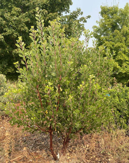 Arctostaphylos stanfordiana ssp. stanfordiana 'Zin', Stanford's or Napa Manzanita
