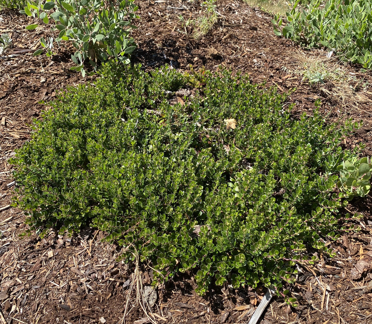 Shrubs ~ Arctostaphylos uva ursi 'Point Reyes', Kinnikinnick or Bearberry ~ Dancing Oaks Nursery and Gardens ~ Retail Nursery ~ Mail Order Nursery