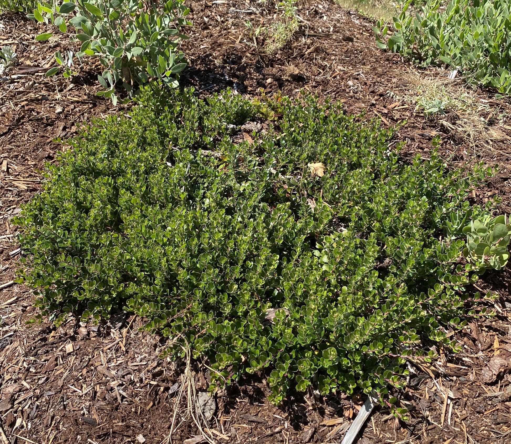 Shrubs ~ Arctostaphylos uva ursi 'Point Reyes', Kinnikinnick or Bearberry ~ Dancing Oaks Nursery and Gardens ~ Retail Nursery ~ Mail Order Nursery