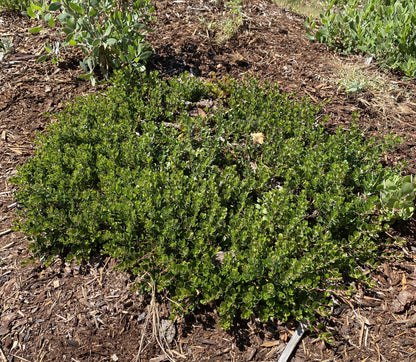 Shrubs ~ Arctostaphylos uva ursi 'Point Reyes', Kinnikinnick or Bearberry ~ Dancing Oaks Nursery and Gardens ~ Retail Nursery ~ Mail Order Nursery