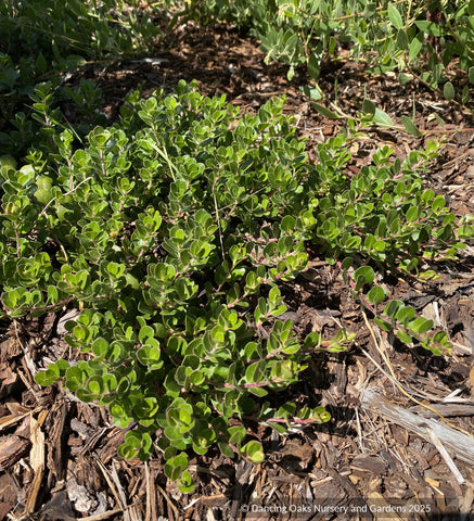 Shrubs ~ Arctostaphylos uva ursi 'Point Reyes', Kinnikinnick or Bearberry ~ Dancing Oaks Nursery and Gardens ~ Retail Nursery ~ Mail Order Nursery