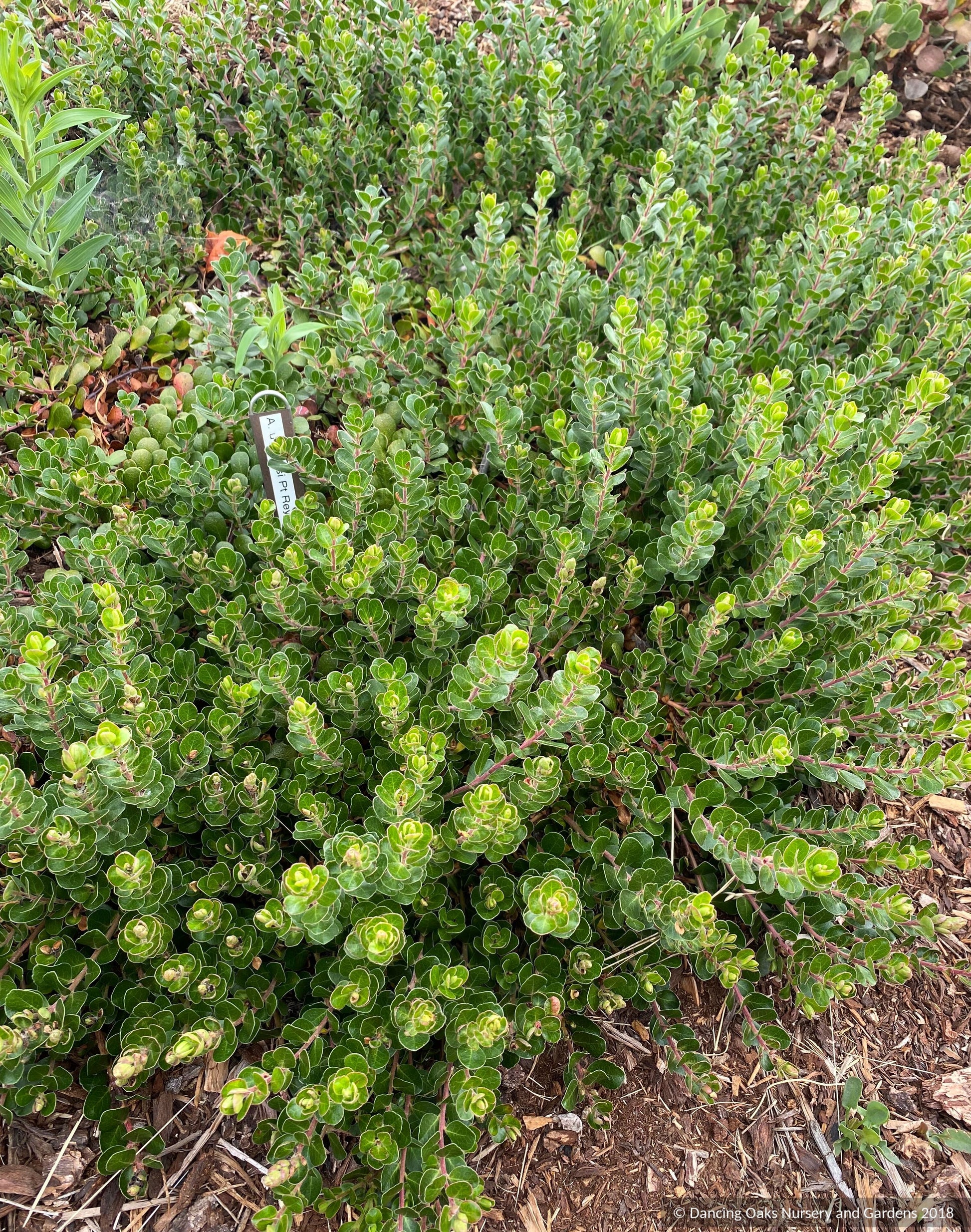Groundcovers ~ Arctostaphylos uva ursi 'Point Reyes', Kinnikinnick or Bearberry ~ Dancing Oaks Nursery and Gardens ~ Retail Nursery ~ Mail Order Nursery