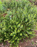 Groundcovers ~ Arctostaphylos uva ursi 'Point Reyes', Kinnikinnick or Bearberry ~ Dancing Oaks Nursery and Gardens ~ Retail Nursery ~ Mail Order Nursery