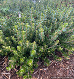 Groundcovers ~ Arctostaphylos uva ursi 'Point Reyes', Kinnikinnick or Bearberry ~ Dancing Oaks Nursery and Gardens ~ Retail Nursery ~ Mail Order Nursery