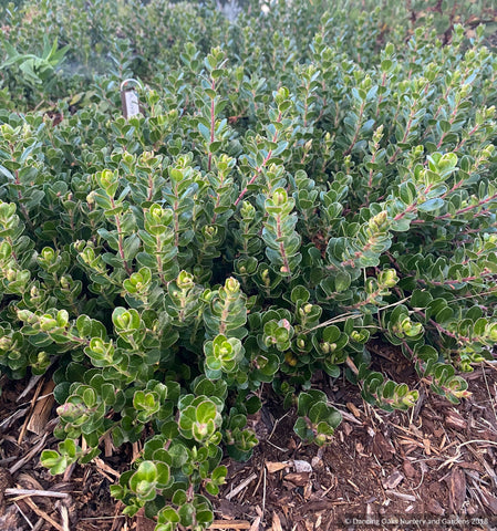 Groundcovers ~ Arctostaphylos uva ursi 'Point Reyes', Kinnikinnick or Bearberry ~ Dancing Oaks Nursery and Gardens ~ Retail Nursery ~ Mail Order Nursery