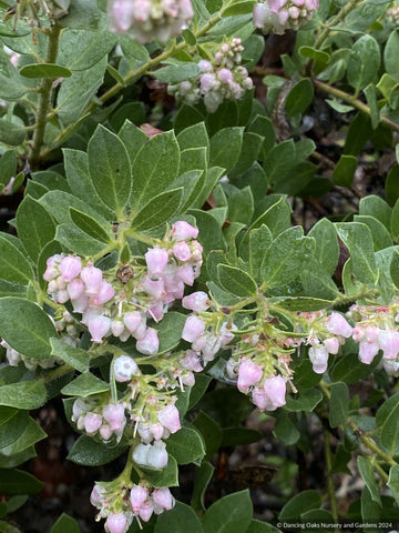 Shrubs ~ Groundcovers ~ Arctostaphylos uva-ursi x imbricata Manzanita ~ Dancing Oaks Nursery and Gardens ~ Retail Nursery ~ Mail Order Nursery