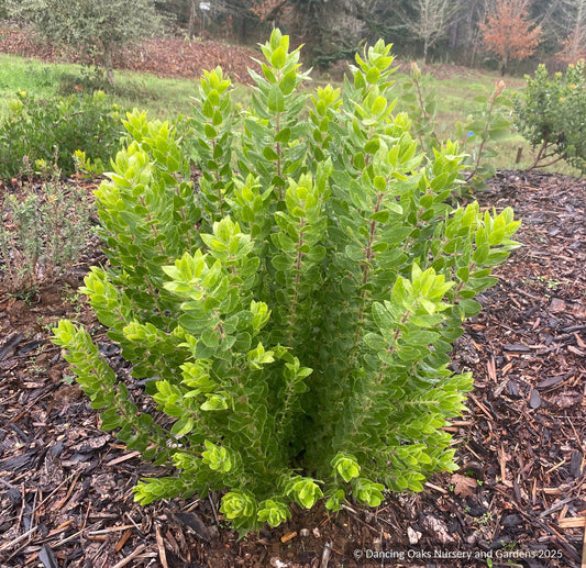 Shrubs ~ Arctostaphylos virgata, Marin Manzanita or Bolinas Manzanita ~ Dancing Oaks Nursery and Gardens ~ Retail Nursery ~ Mail Order Nursery