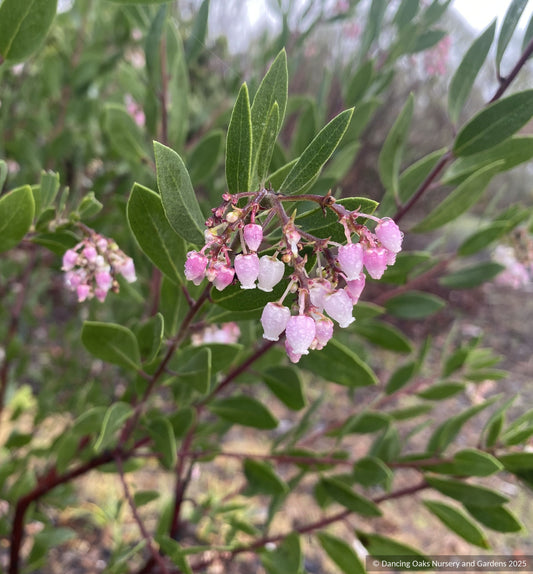 Shrubs ~ Arctostaphylos 'Baby Bear', manzanita  ~ Dancing Oaks Nursery and Gardens ~ Retail Nursery ~ Mail Order Nursery