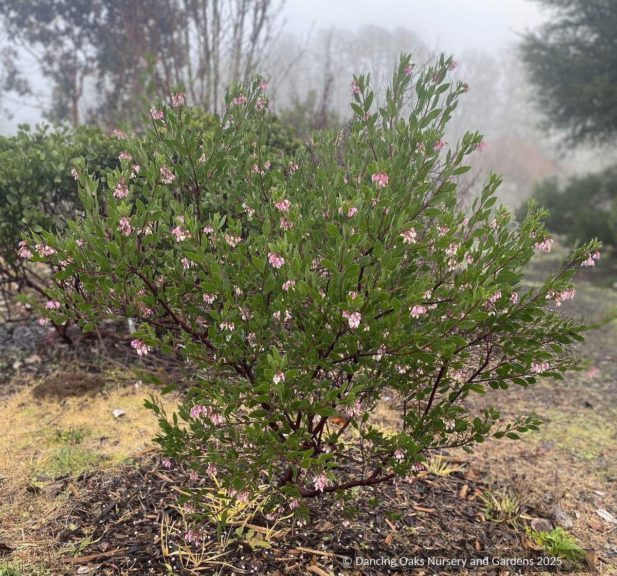 Arctostaphylos x 'Baby Bear', Manzanita