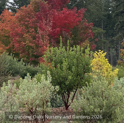 Shrubs ~ Arctostaphylos x CA23-10, Manzanita ~ Dancing Oaks Nursery and Gardens ~ Retail Nursery ~ Mail Order Nursery