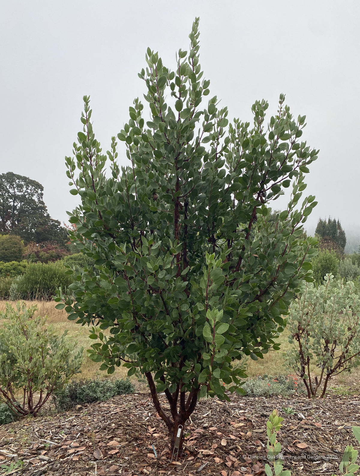 Shrubs ~ Arctostaphylos x CA23-10, Manzanita ~ Dancing Oaks Nursery and Gardens ~ Retail Nursery ~ Mail Order Nursery