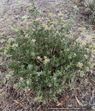 Shrubs ~ Arctostaphylos x 'Sunset', Manzanita ~ Dancing Oaks Nursery and Gardens ~ Retail Nursery ~ Mail Order Nursery