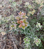 Shrubs ~ Arctostaphylos x 'Sunset', Manzanita ~ Dancing Oaks Nursery and Gardens ~ Retail Nursery ~ Mail Order Nursery