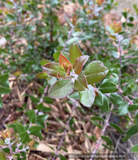 Shrubs ~ Arctostaphylos x 'Sunset', Manzanita ~ Dancing Oaks Nursery and Gardens ~ Retail Nursery ~ Mail Order Nursery