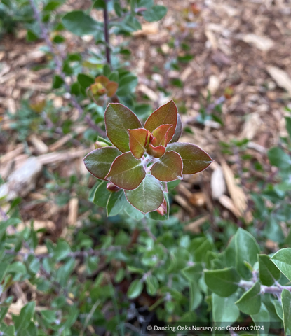 Shrubs ~ Arctostaphylos x 'Sunset', Manzanita ~ Dancing Oaks Nursery and Gardens ~ Retail Nursery ~ Mail Order Nursery