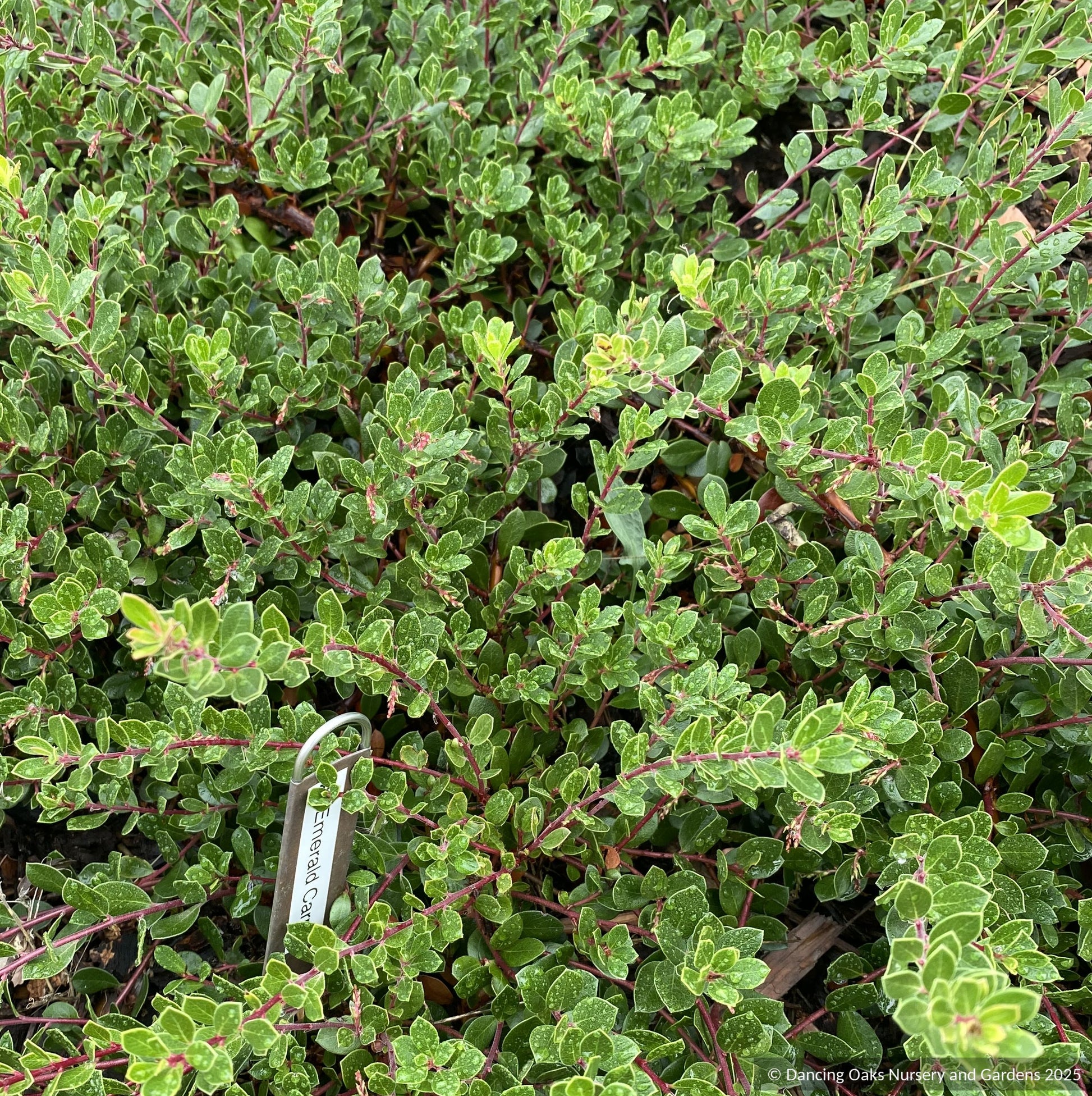 Groundcovers ~ Arctostaphylos uva ursi x nummularia 'Emerald Carpet', Kinnikinnick or Bearberry ~ Dancing Oaks Nursery and Gardens ~ Retail Nursery ~ Mail Order Nursery