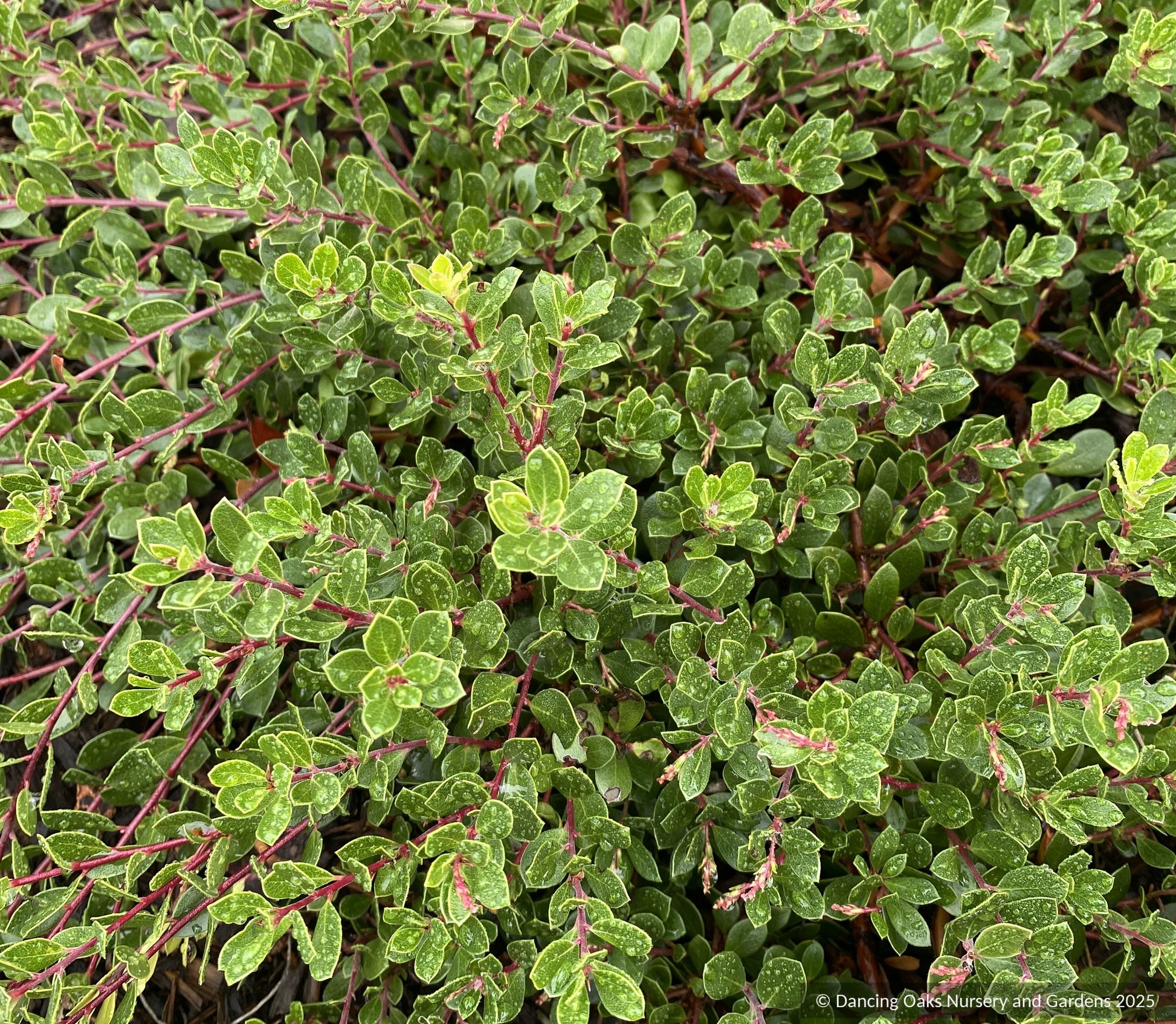 Groundcovers ~ Arctostaphylos uva ursi x nummularia 'Emerald Carpet', Kinnikinnick or Bearberry ~ Dancing Oaks Nursery and Gardens ~ Retail Nursery ~ Mail Order Nursery