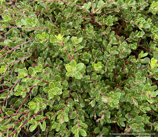 Groundcovers ~ Arctostaphylos uva ursi x nummularia 'Emerald Carpet', Kinnikinnick or Bearberry ~ Dancing Oaks Nursery and Gardens ~ Retail Nursery ~ Mail Order Nursery