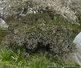 Shrubs ~ Arctostaphylos 'Lynne', Manzanita ~ Dancing Oaks Nursery and Gardens ~ Retail Nursery ~ Mail Order Nursery