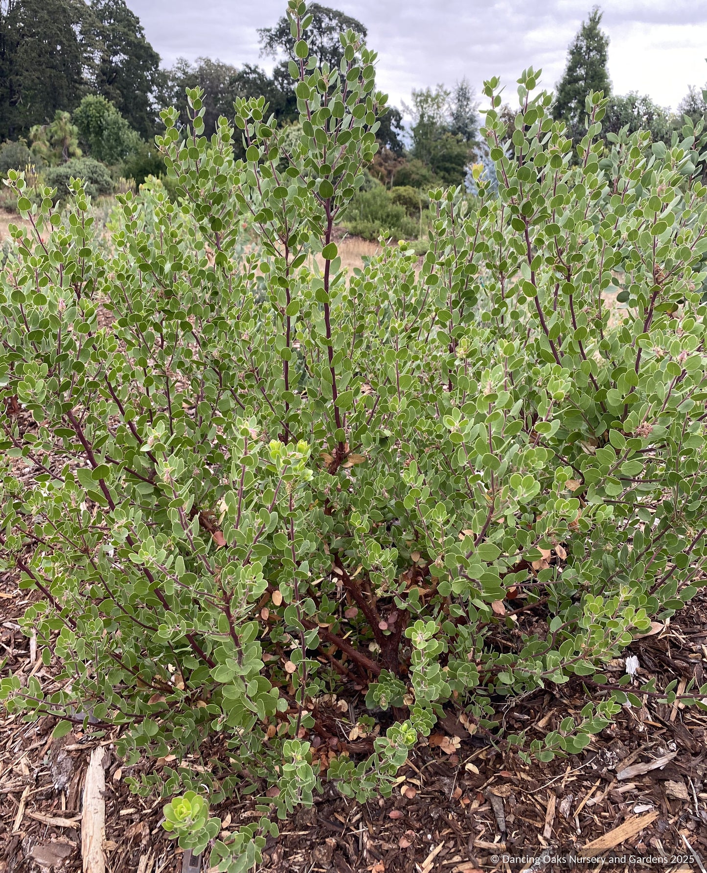 Shrubs ~ Arctostaphylos x 'Margarita's Joy', Pecho hybrid manzanita ~ Dancing Oaks Nursery and Gardens ~ Retail Nursery ~ Mail Order Nursery