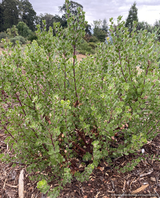 Shrubs ~ Arctostaphylos x 'Margarita's Joy', Pecho hybrid manzanita ~ Dancing Oaks Nursery and Gardens ~ Retail Nursery ~ Mail Order Nursery