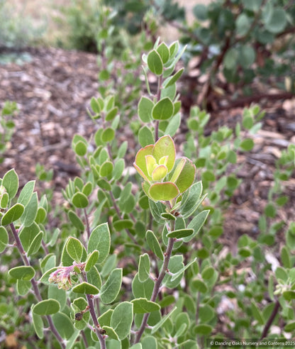 Shrubs ~ Arctostaphylos x 'Margarita's Joy', Pecho hybrid manzanita ~ Dancing Oaks Nursery and Gardens ~ Retail Nursery ~ Mail Order Nursery