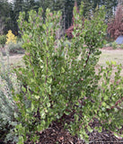 Shrubs ~ Arctostaphylos x 'Molino Corner', manzanita ~ Dancing Oaks Nursery and Gardens ~ Retail Nursery ~ Mail Order Nursery