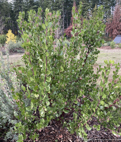 Shrubs ~ Arctostaphylos x 'Molino Corner', manzanita ~ Dancing Oaks Nursery and Gardens ~ Retail Nursery ~ Mail Order Nursery