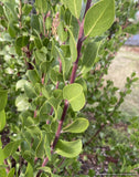Shrubs ~ Arctostaphylos x 'Molino Corner', manzanita ~ Dancing Oaks Nursery and Gardens ~ Retail Nursery ~ Mail Order Nursery