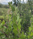 Arctostaphylos x 'Molino Corner', manzanita