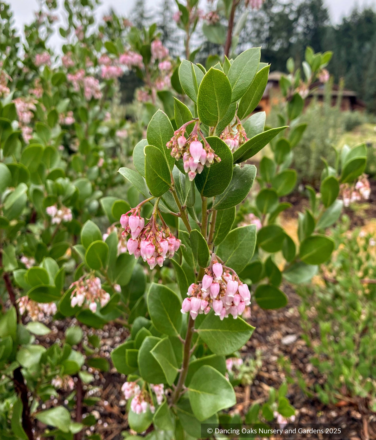 Shrubs ~ Arctostaphylos x 'Molino Corner', manzanita ~ Dancing Oaks Nursery and Gardens ~ Retail Nursery ~ Mail Order Nursery