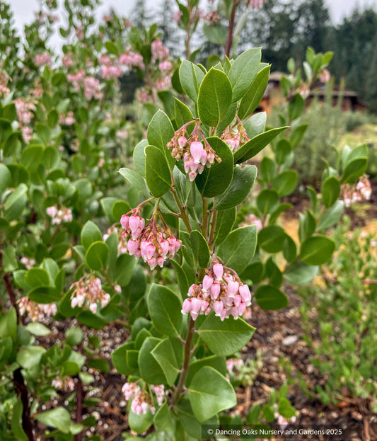 Shrubs ~ Arctostaphylos x 'Molino Corner', manzanita ~ Dancing Oaks Nursery and Gardens ~ Retail Nursery ~ Mail Order Nursery